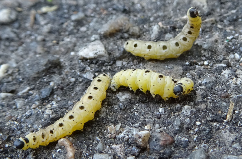 larve di Yponomeuta cfr. cagnagella (Yponomeutidae)